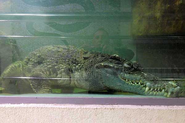 Крокодил в бассейне под водой